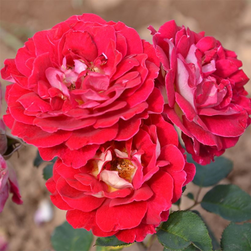 Rosa Generosa - 'Guy Darmet' - Shrub Rose (Flowering)
