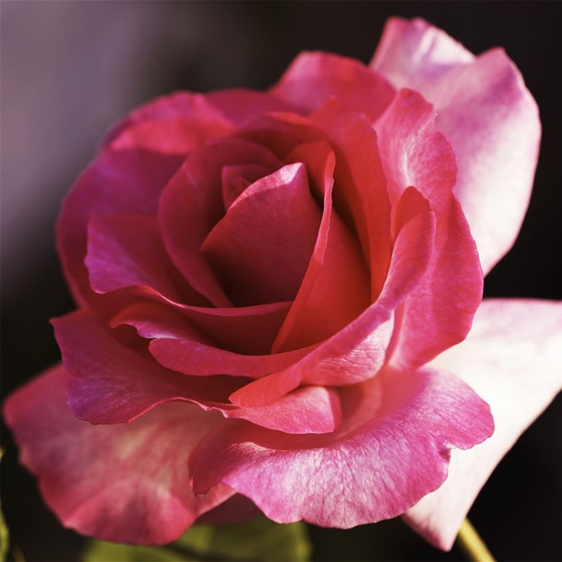 Rosa 'Guignol Orabrica' (Flowering)