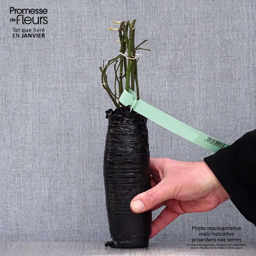 Rosa 'Alchymist' Wrapped bare root sample as delivered in winter