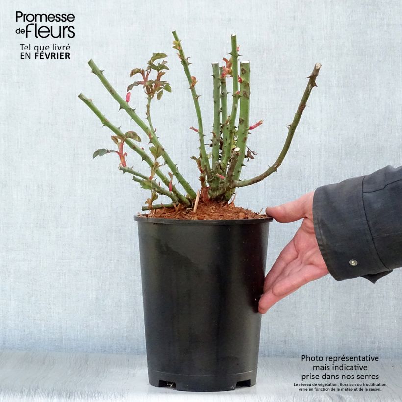 Rosa  'Alibaba' Chewalibaba - Climbing Rose 4L/5L pot sample as delivered in winter