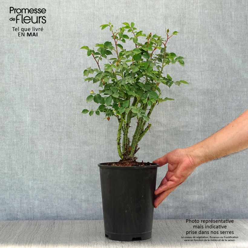 Rosa  'Alibaba' Chewalibaba - Climbing Rose 4L/5L pot sample as delivered in spring