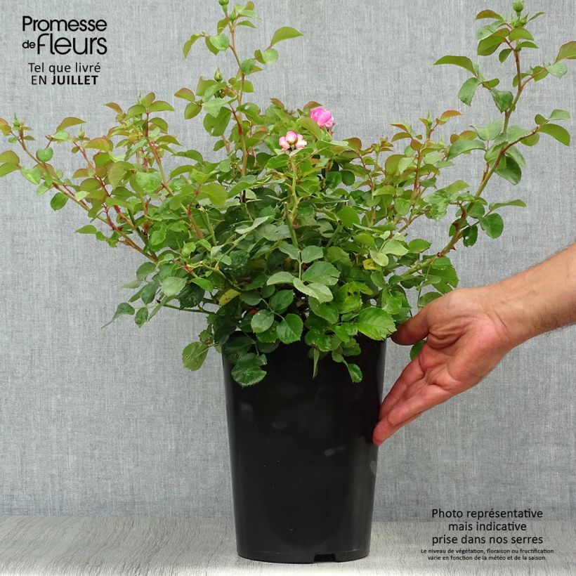 Rosa 'Allegro' - Climbing Rose 4L/5L pot sample as delivered in summer