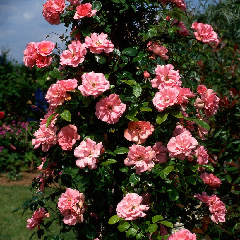 Rosa Bantry Bay (Plant habit)