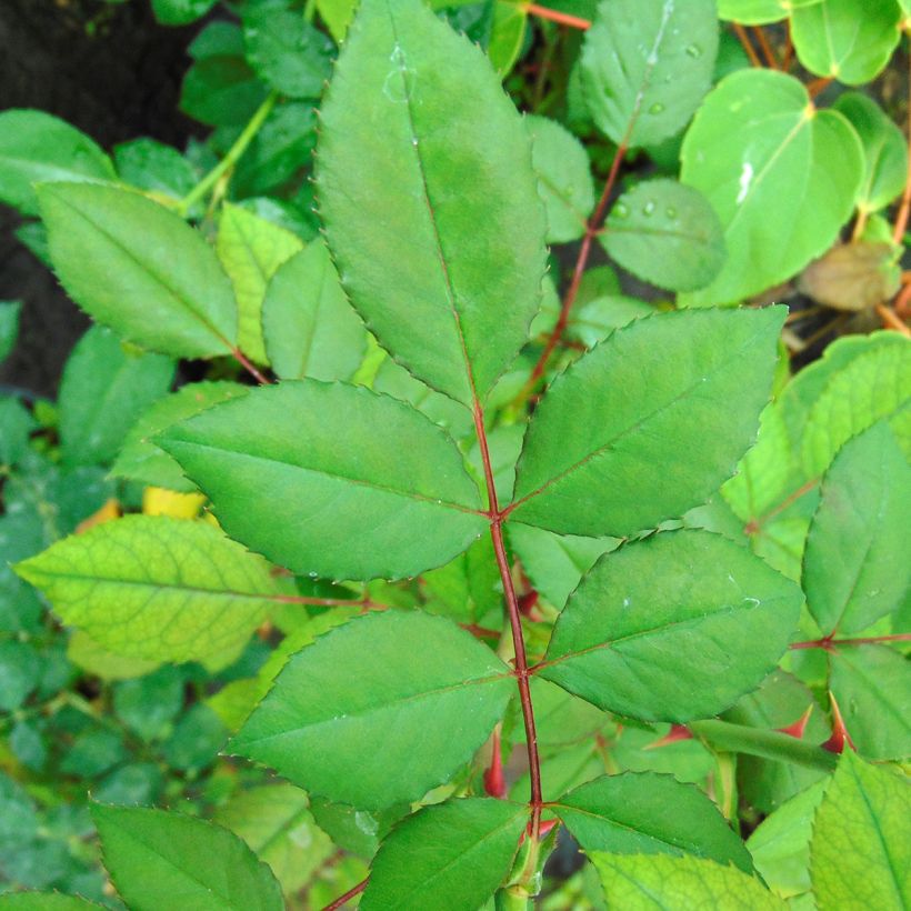 Rosa 'Blossomtime' (Foliage)