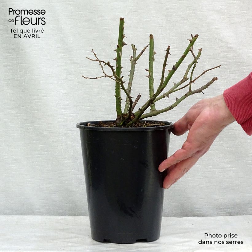 Rosa 'Blossomtime' 4L/5L pot sample as delivered in spring