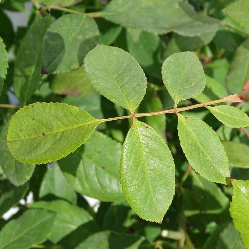 Rosa x polyantha 'Cecile Brunner' (Foliage)