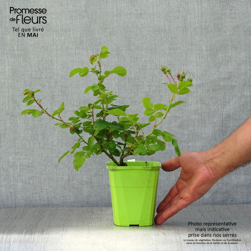 Rosa 'Jasmina' - Klettermaxe Climbing Rose 3L/4L pot sample as delivered in spring