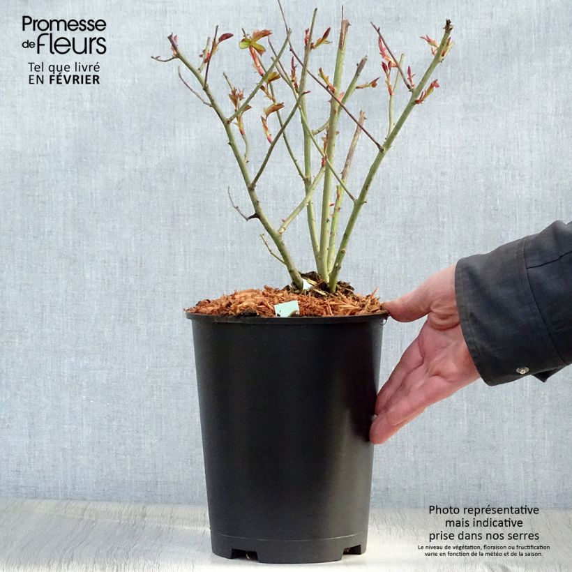 Rosa 'Cocktail' - Climbing Rose 4L/5L pot sample as delivered in winter