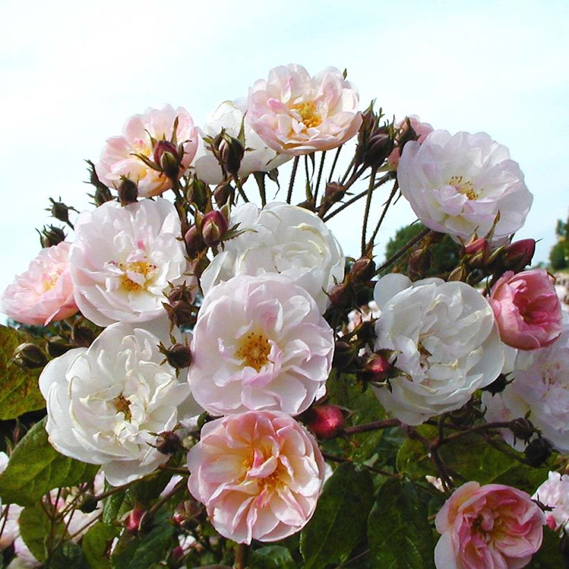 Rosa x filipes 'Dentelle de Malines' - Rambling Rose (Flowering)
