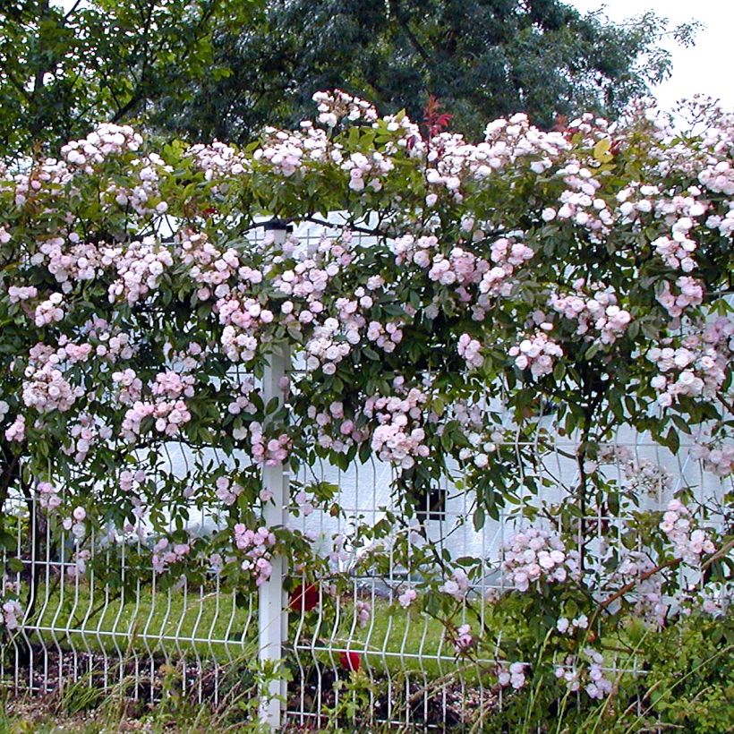 Rosa x filipes 'Dentelle de Malines' - Rambling Rose (Plant habit)