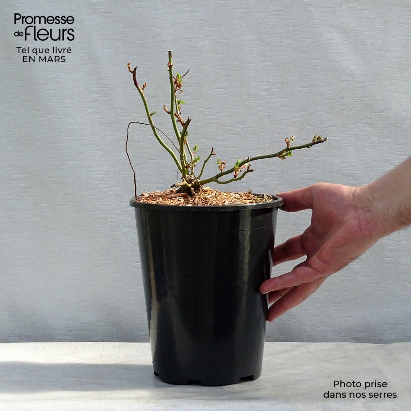 Rosa x wichuraiana 'Dorothy Perkins' 4L/5L pot sample as delivered in winter