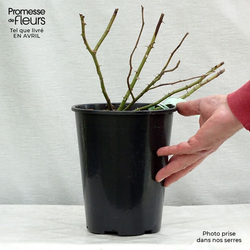 Rosa Dortmund 4L/5L pot sample as delivered in spring