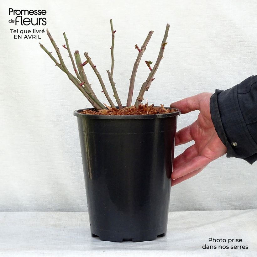 Rosa Easy Fashion - Climbing Rose 4L/5L pot sample as delivered in spring