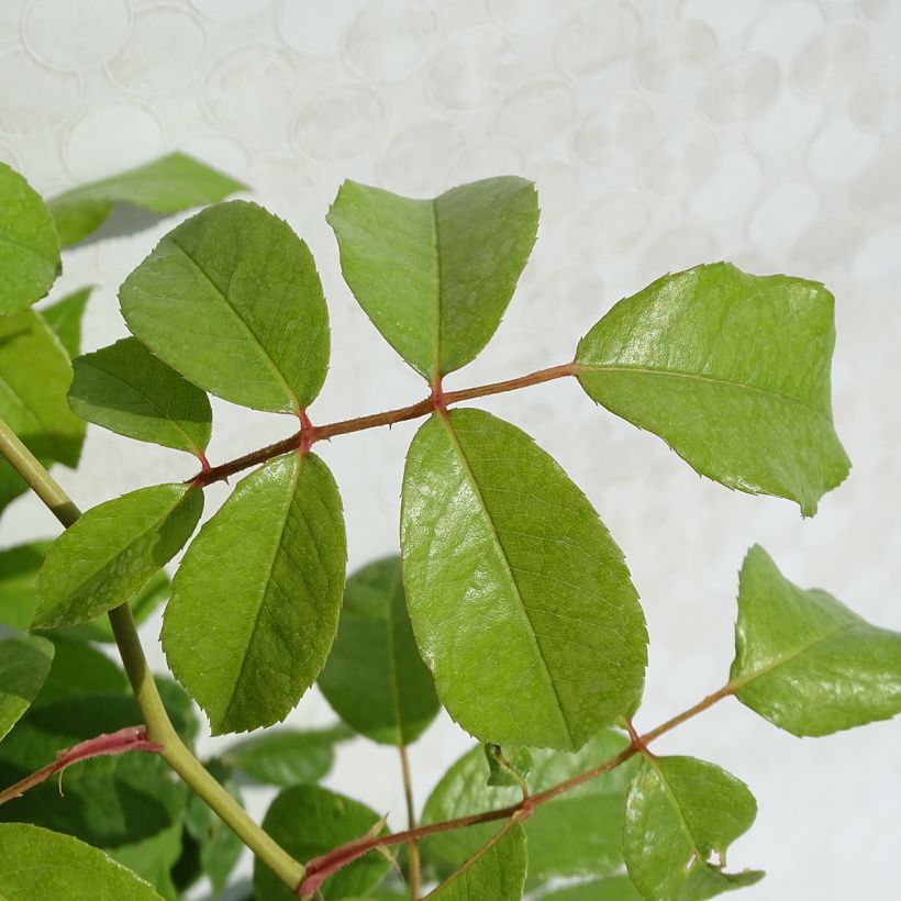 Rosa Climbing Iceberg (Foliage)