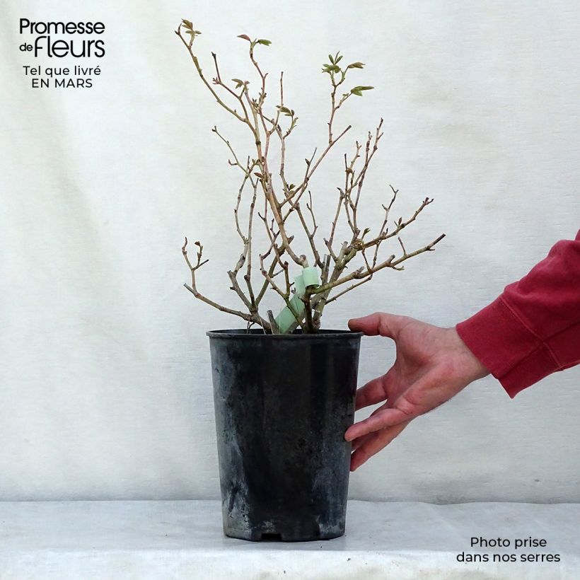 Rosa Climbing Iceberg 4L/5L pot sample as delivered in spring