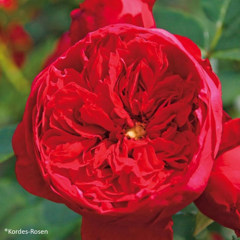 Rosa 'Florentina' - Climbing Rose (Flowering)