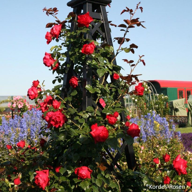 Rosa 'Florentina' - Climbing Rose (Plant habit)