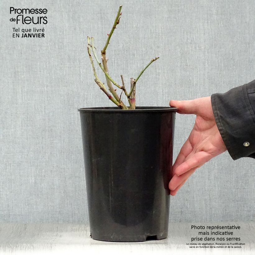 Rosa 'Gloire de Dijon' 4L/5L pot sample as delivered in winter