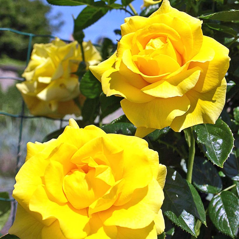 Rosa 'Golden Boy' - Climbing Rose (Flowering)