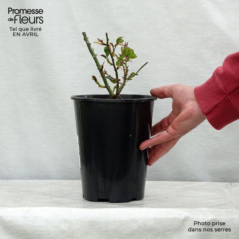 Rosa Goldfassade 4L/5L pot sample as delivered in spring