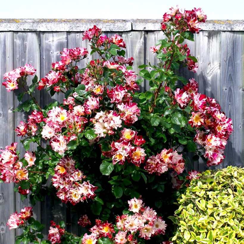 Rosa 'Hanabi' - Climbing Rose (Plant habit)