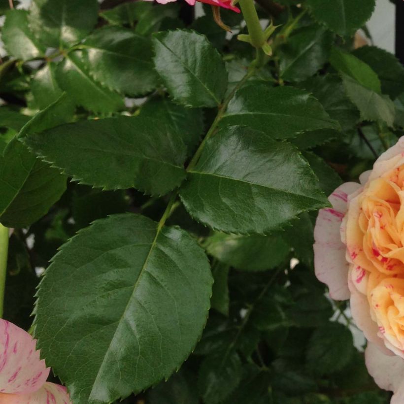 Rosa Julie Andrieu - Climbing Rose (Foliage)
