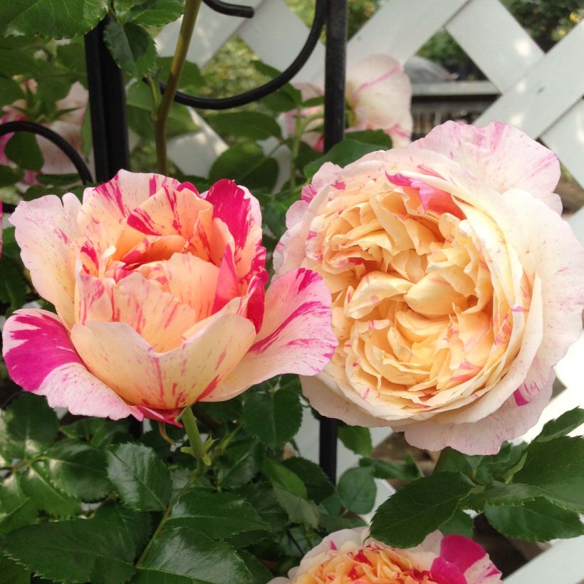 Rosa Julie Andrieu - Climbing Rose (Flowering)