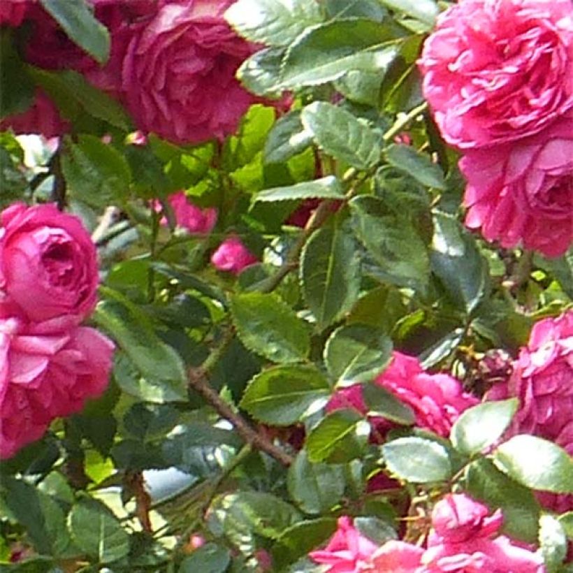 Rosa 'Laguna' - Klettermaxe Climbing Rose (Foliage)