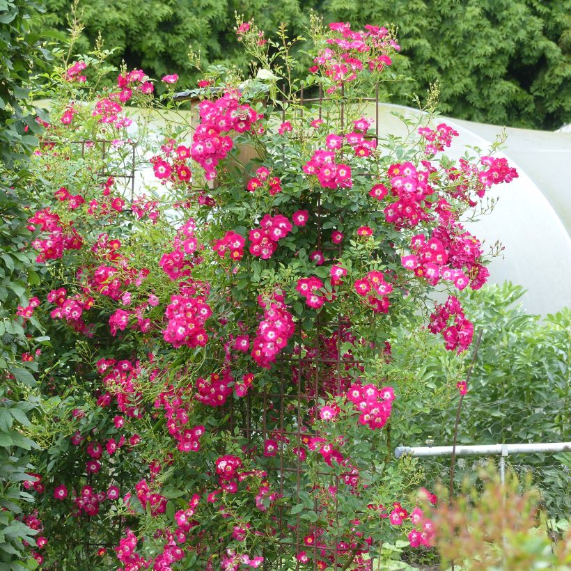 Rosa 'Libertas' (Plant habit)