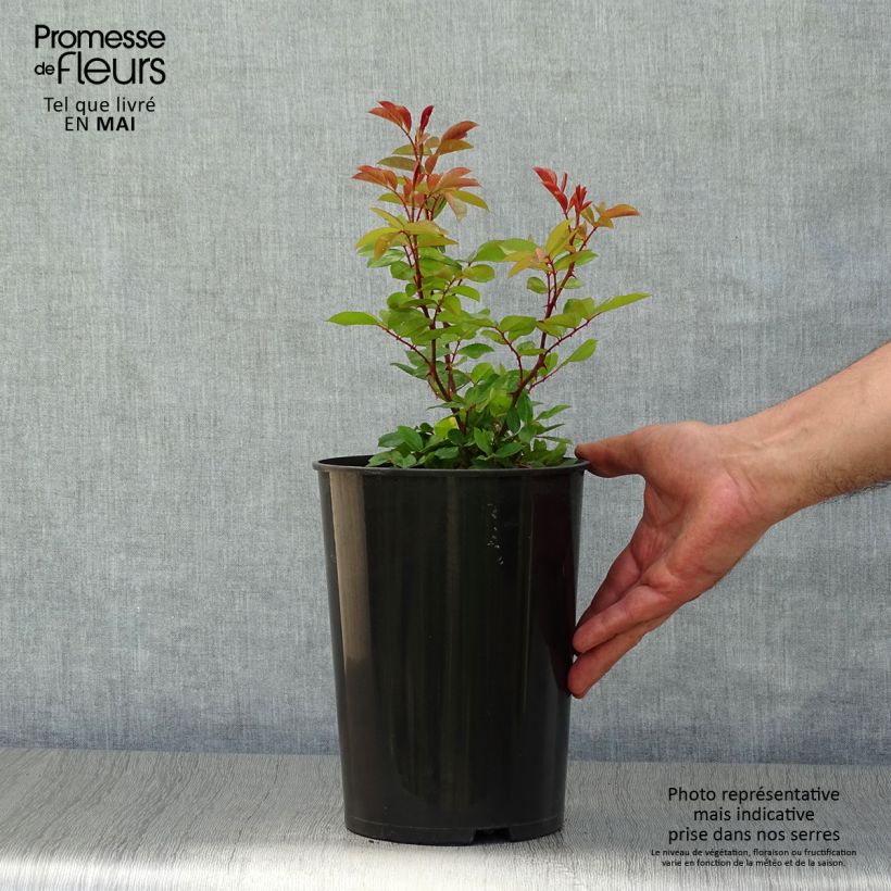 Rosa x bracteata 'Mermaid' - Climbing Rose 2L/3L pot sample as delivered in spring