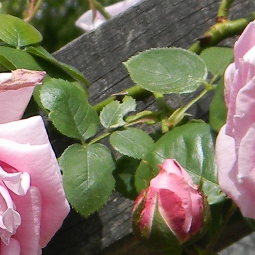 Rosa 'Mme Caroline Testout' (Foliage)