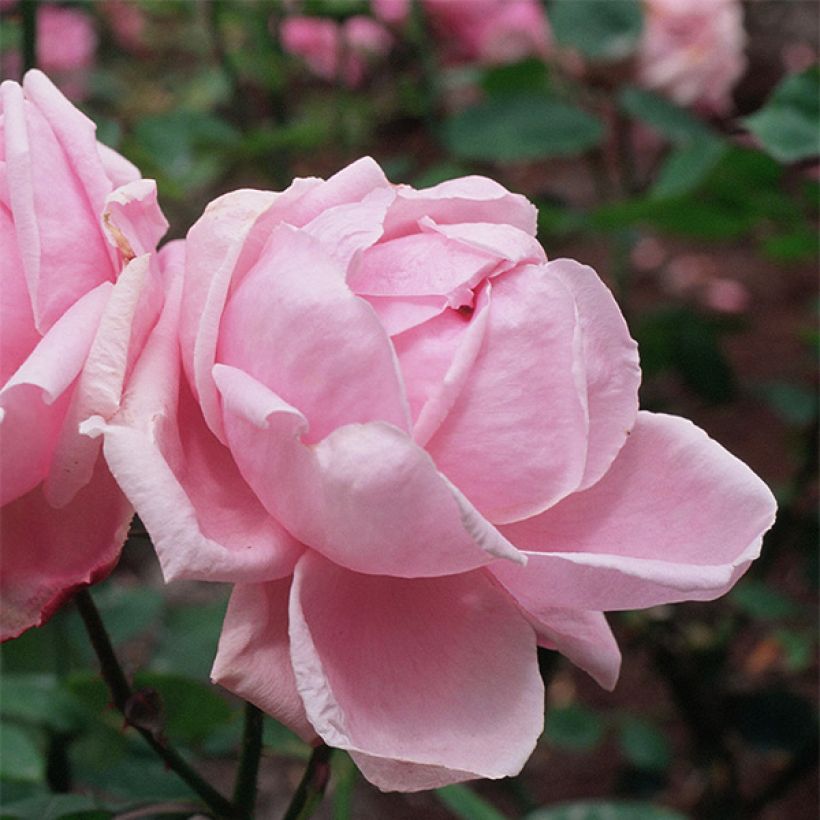 Rosa 'Mme Caroline Testout' (Flowering)