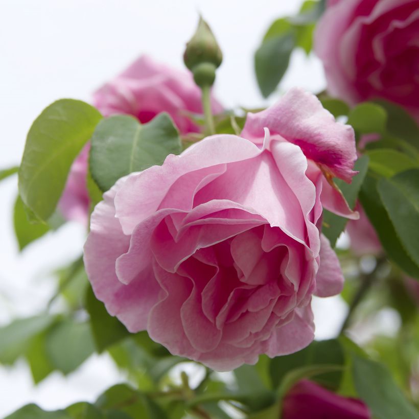 Rosa 'Mme Gregoire Staechelin' - Climbing Rose (Flowering)