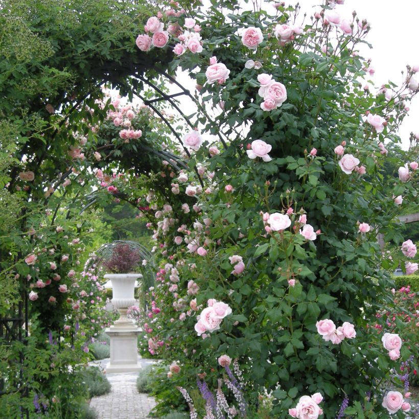 Rosa x grimpant 'Nahéma' - Climbing Rose (Plant habit)