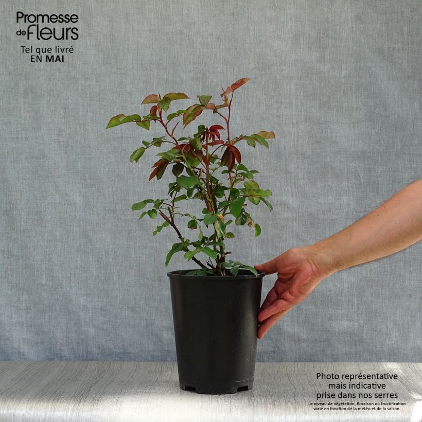 Rosa Delbards Orange Climber 4L/5L pot sample as delivered in spring