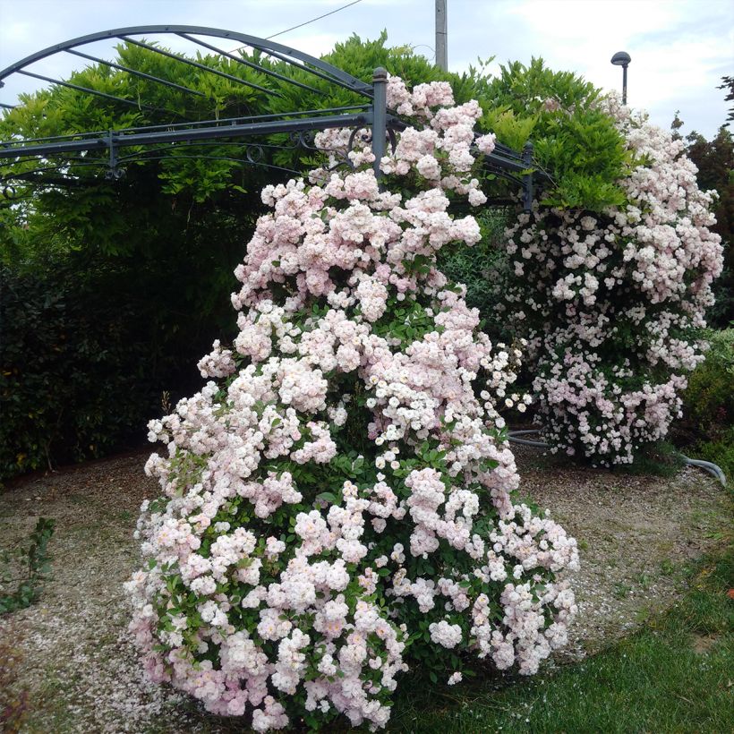 Rosa Parfum dEvita - Climbing Rose (Plant habit)
