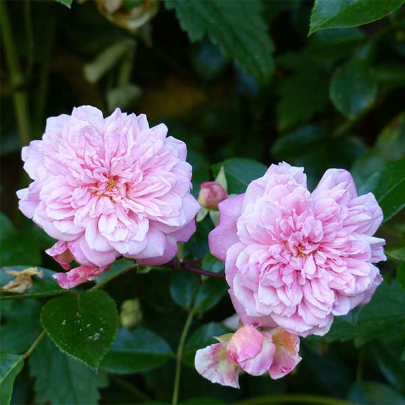 Rosa x wichuraiana 'Paul Transon' - Rambling Rose (Flowering)