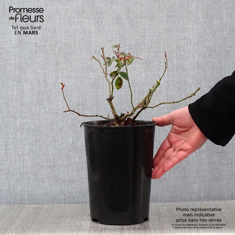Rosa x wichuraiana 'Paul Transon' - Rambling Rose 4L/5L pot sample as delivered in winter