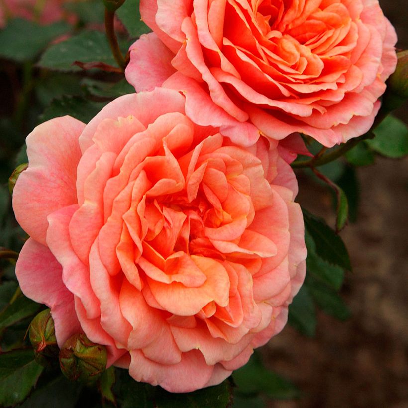 Rosa 'Peach Melba' - Climbing Max Rose (Flowering)