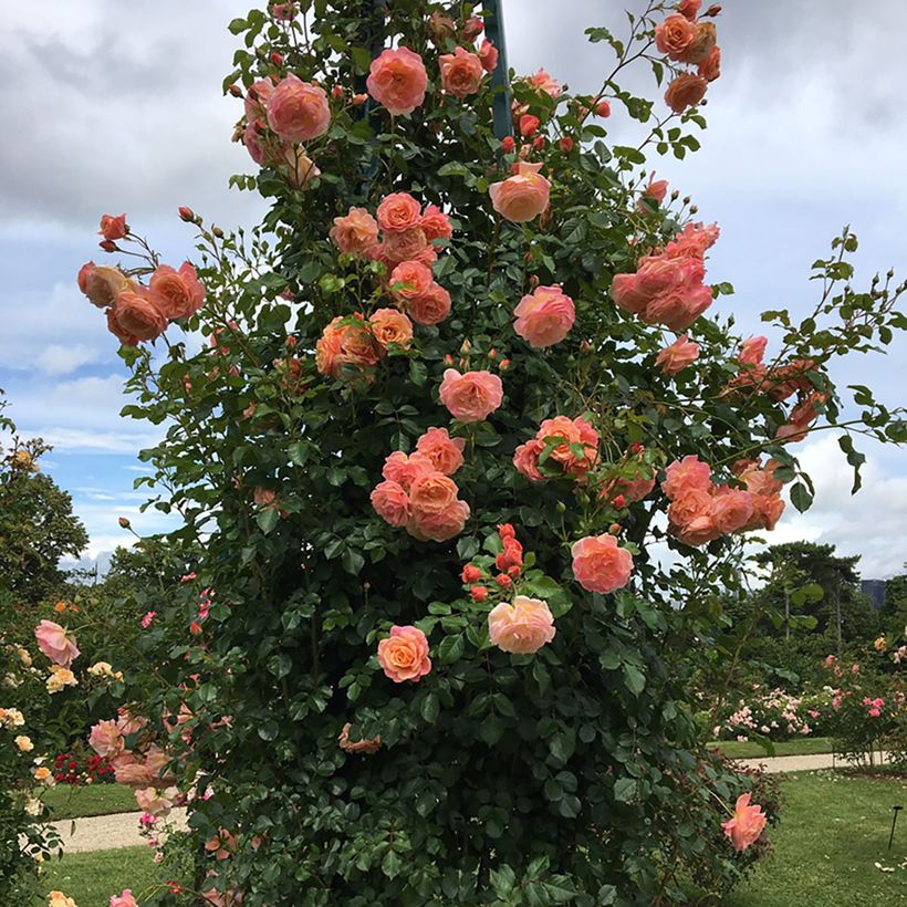 Rosa 'Peach Melba' - Climbing Max Rose (Plant habit)