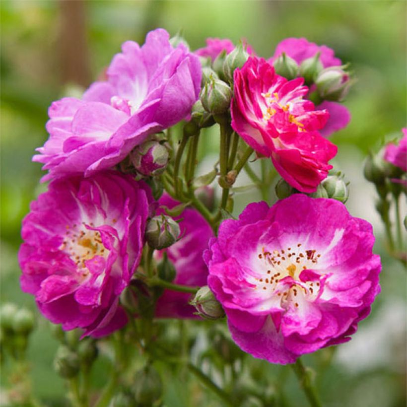 Rosa 'Perennial Blue' - Climbing Rose (Flowering)