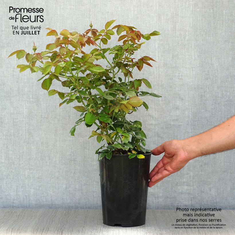 Rosa  Pierre de Ronsard - Climbing Rose 4L/5L pot sample as delivered in summer