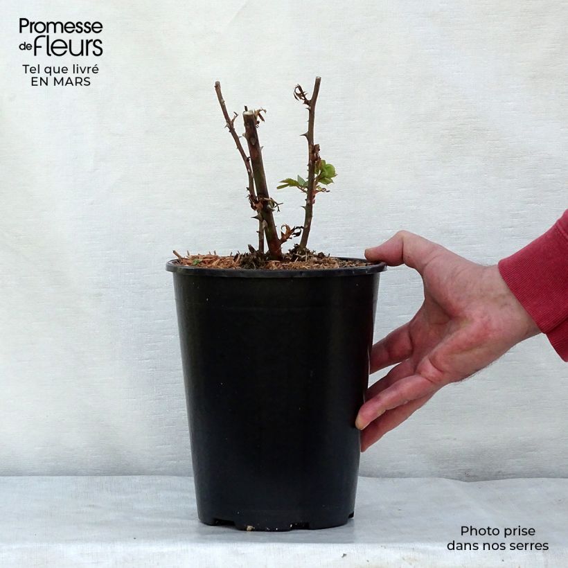 Rosa 'Pink Cloud' - Climbing Rose 4L/5L pot sample as delivered in spring