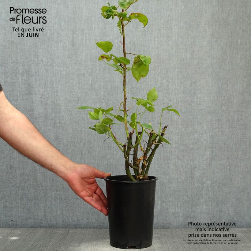 Rosa 'Pirate' - Climbing Rose 4L/5L pot sample as delivered in spring