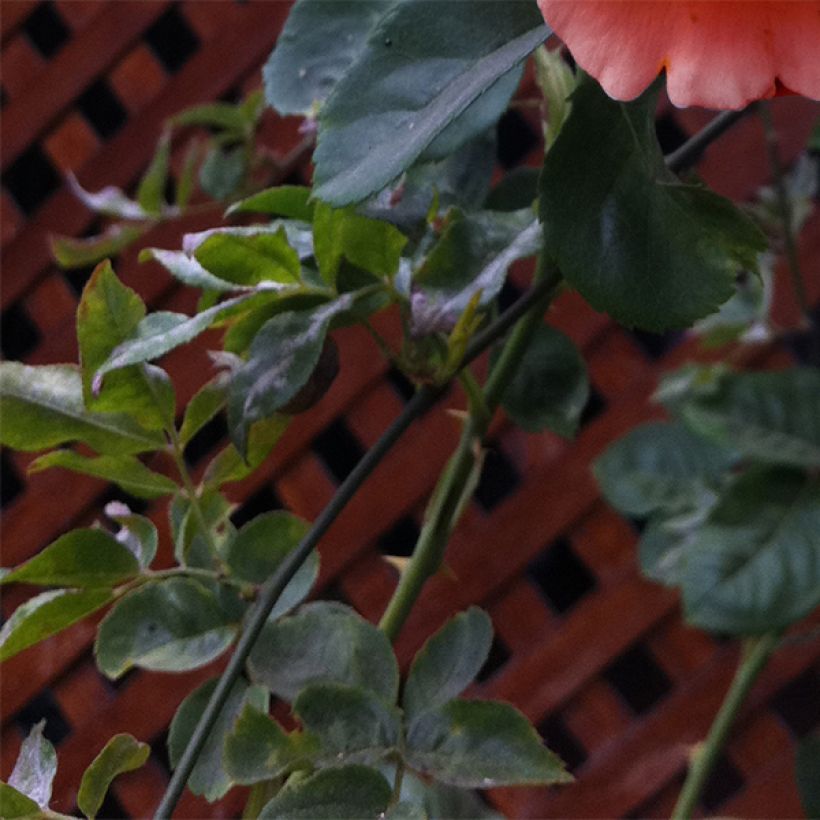 Rosa  Polka - Climbing Rose (Foliage)