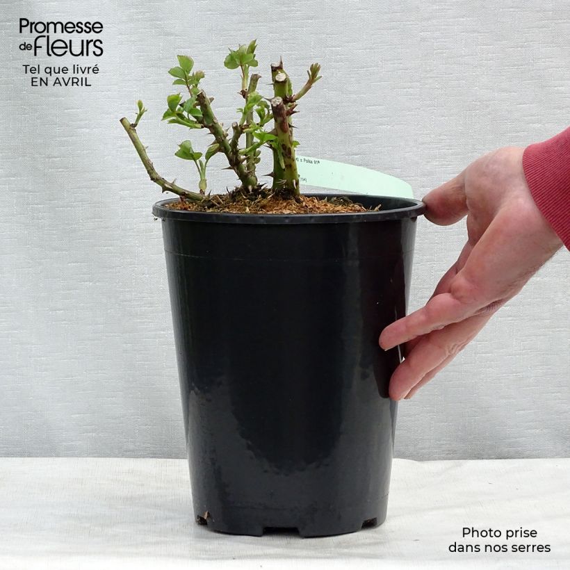 Rosa  Polka - Climbing Rose 4L/5L pot sample as delivered in spring