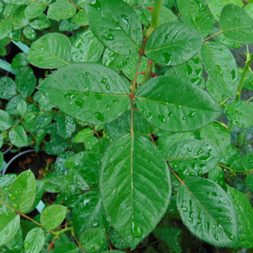 Rosa 'Red Eden Rose' - Climbing Rose (Foliage)