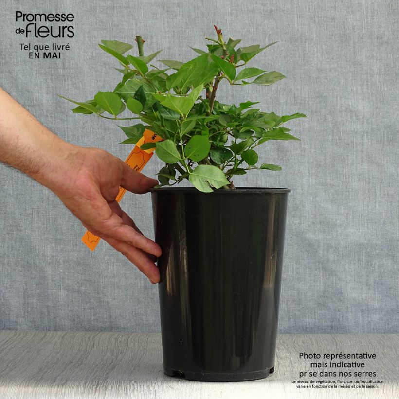 Rosa 'Red Eden Rose' - Climbing Rose 4L/5L pot sample as delivered in spring