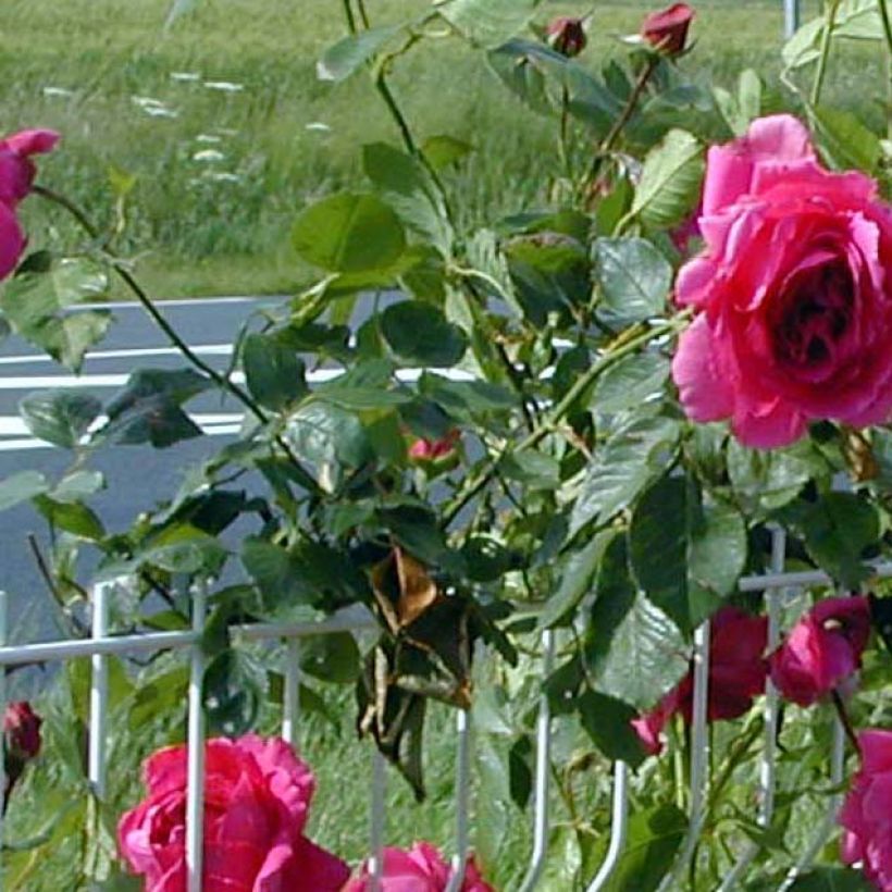 Rosa 'Roi de Siam' - Climbing Rose (Foliage)