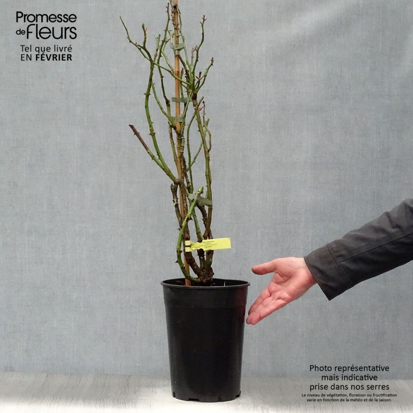 Rosa Rose de Perouges - Climbing Rose 4L/5L pot sample as delivered in winter